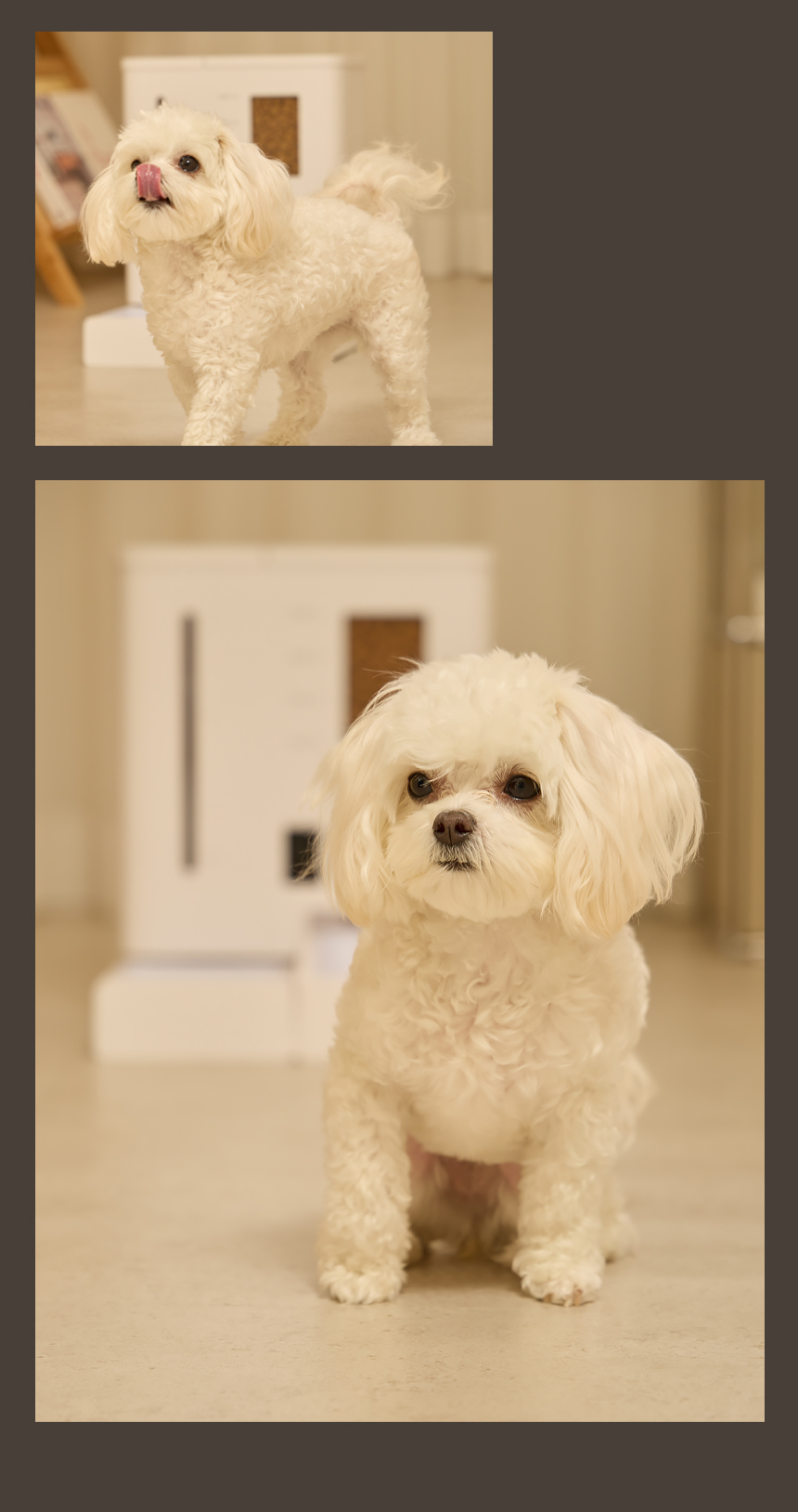 넥스트유 펫지니 강아지 고양이 듀얼 자동 급식기 급수기 CCTV 홈캠 올인원