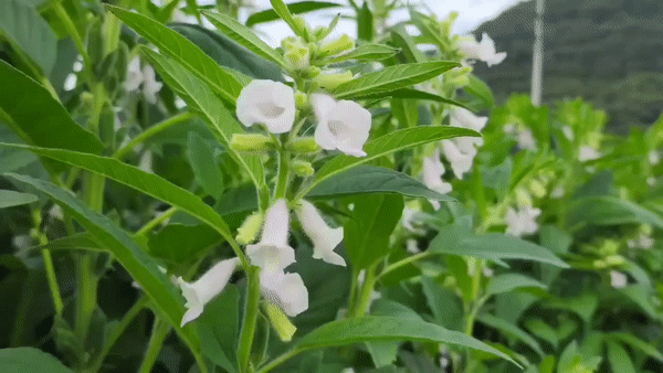 참깨 gif.gif