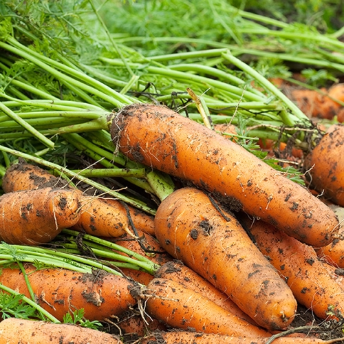 산정마을 국내산 햇 흙당근 당근 / (1개)