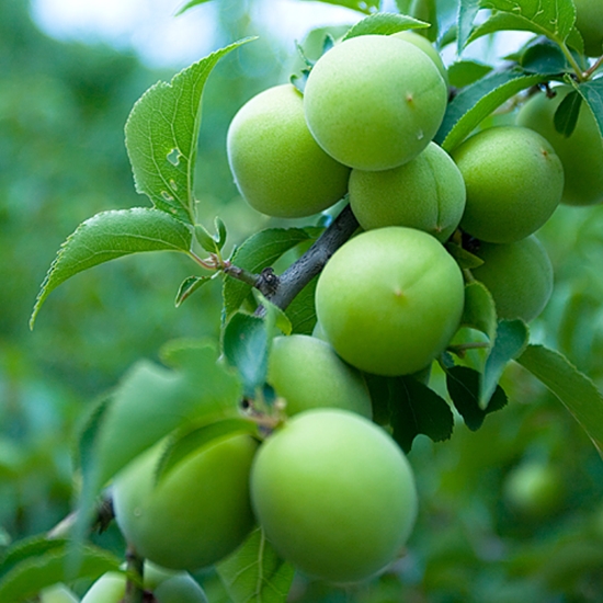 정매원 청매실 특 10kg (1개)_이미지