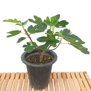 무화과 묘목 결실주 화분
