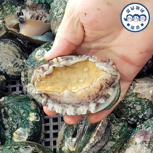 삼남매네 완도활전복 대 10~11미 1kg (1개)_이미지