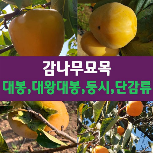 ㅤ감나무묘목 (대봉, 태추, 야오끼)_이미지