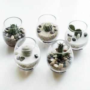 러브피어리 테라리움 다육 DIY KIT 구선인장