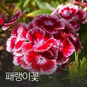 화분백화점 패랭이100g_이미지