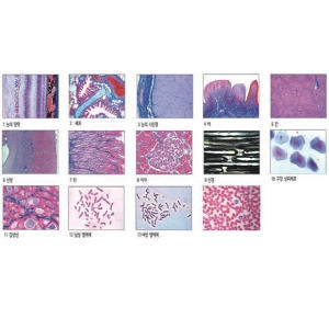영구프레파라트 인체편15종