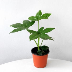 마이플랜트 팔손이 모종 관엽식물 팔손이나무 공기정화식물