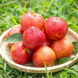 굿파머 더 신선한 햇 후무사 자두 25과 2kg (1개)_이미지