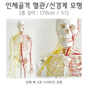 [불명] 인체골격 혈관 신경계 모형