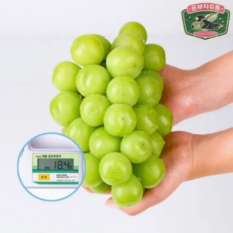 온부자유통 고당도 샤인머스켓 450g~600g