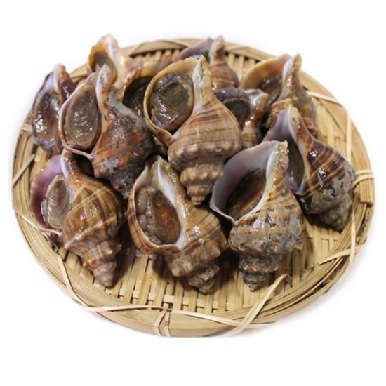 대천수산싱싱해 서해안 삐뚤이소라 (1kg)_이미지