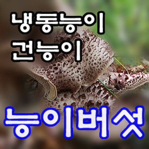 청림상사 건조능이버섯A등급/능이버섯/냉동능이버섯_이미지