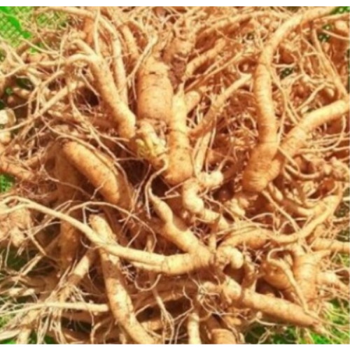 금산인삼도매센터 홍삼엄마네 못난이 인삼 1kg (1개)_이미지