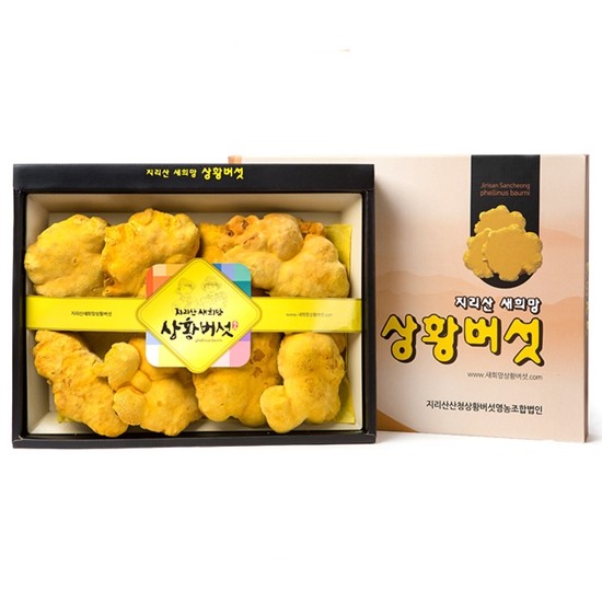 지리산 새희망 상황버섯 무농약 지리산 상황버섯 특품 선물세트 300g (1개)_이미지