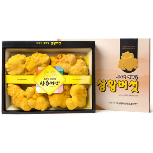 지리산 새희망 상황버섯 유기농 지리산 상황버섯 특품 선물세트 300g
