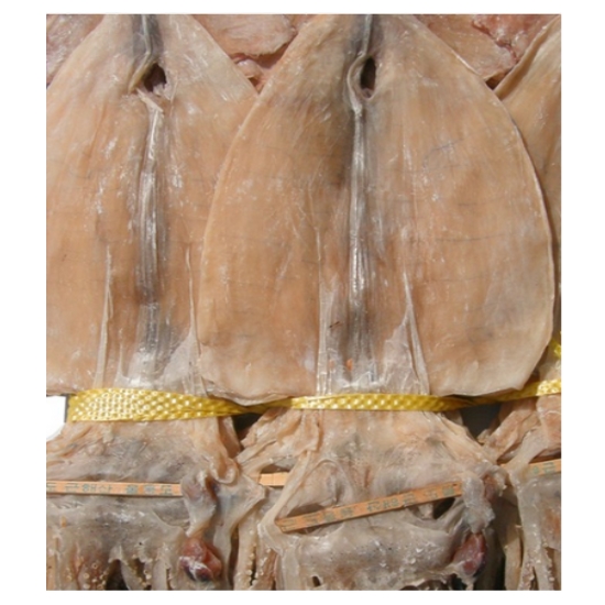 건어물천국 동해안 마른오징어 20개(마리) 1.3kg (1개)_이미지