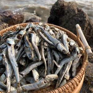 바다어보 통영 다시멸치 1.5kg 형 남해멸치 국물멸치 대멸치