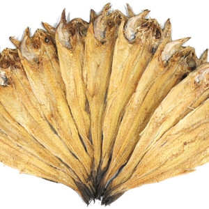 인제 용대리 황태포 특대왕 10미