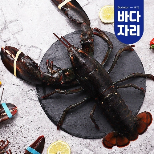 바다자리 살아서 도착하는 활랍스타 1마리 700g내외_이미지