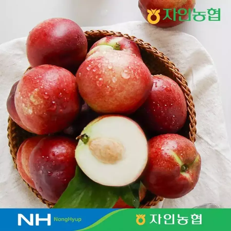 신비복숭아 중과 25과 이내 2kg