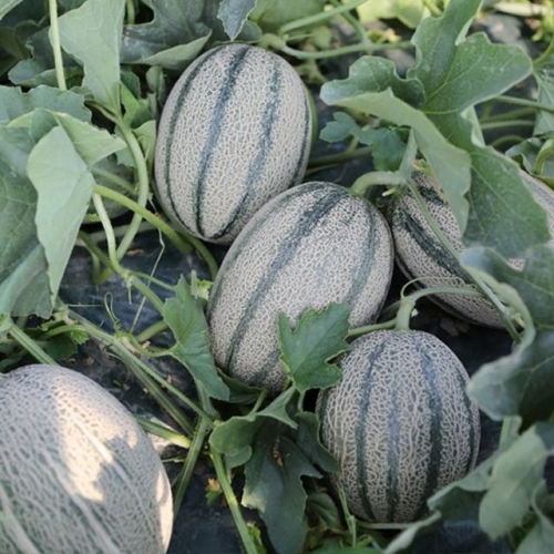 장보리 국내산 고령 칸탈로프 고당도 메론 3kg (1개)_이미지