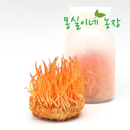 더자연 원주 재배 국내산 현미 동충하초 100gx4통