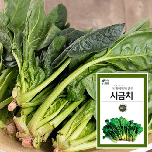마이플랜트 덴마크시금치 씨앗 (1300립)_이미지