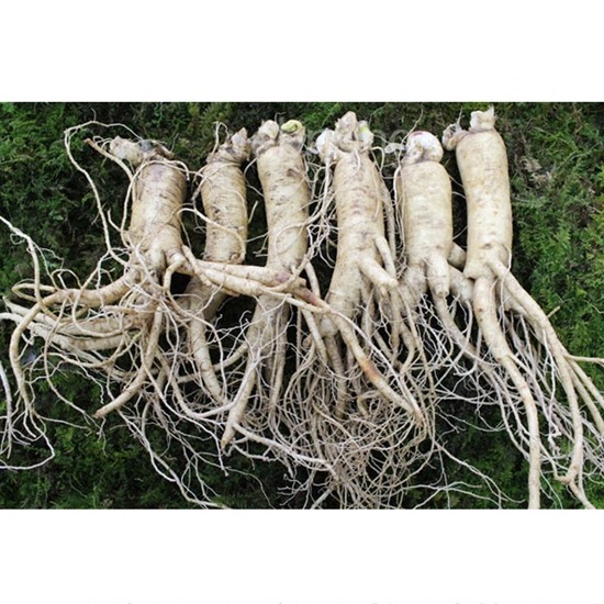 금산인삼 원수삼 왕대 최상 3호 750g (5~6뿌리)