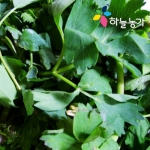 하늘농가 순수국산 건방풍나물 70g이미지입니다. 누르면 해당 게시물로 새창이동합니다.