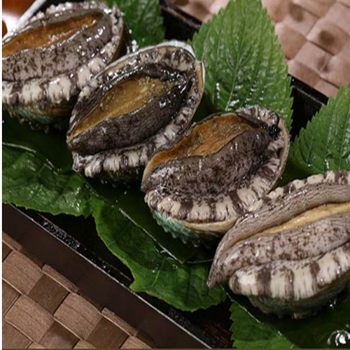 완도 참전복 9-10미 1kg