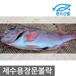 ����Ǫ�� ������ �ݰ��� �幮���� ���� ���� ��������