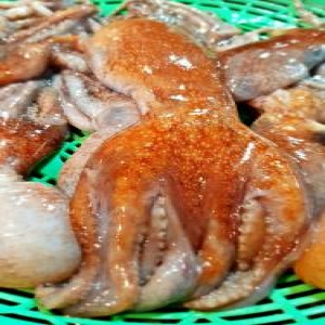 오늘 잡은 동해안 생물 손질 발문어 낙지문어