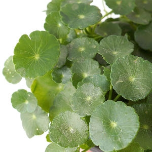 하나아쿠아 워터코인  수생 수중 수경재배식물이미지입니다. 누르면 해당 게시물로 새창이동합니다.