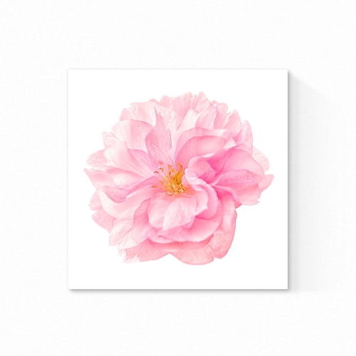 에덴미술 풍수 돈들어오는 꽃 그림 액자 두꺼비집가리개_모란 핑크_이미지