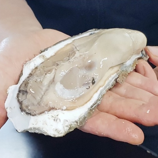 자연산 섬진강 벚굴 5kg (1개)