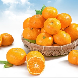 다사모농장 제주 노지 감귤 중대과 10kg이미지입니다. 누르면 해당 게시물로 새창이동합니다.