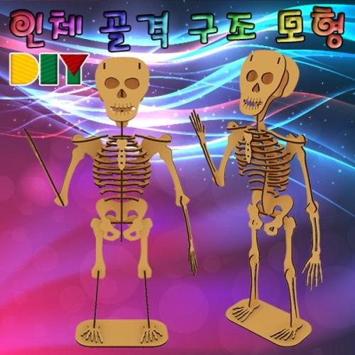 [불명] DIY 인체 골격 구조 모형_이미지