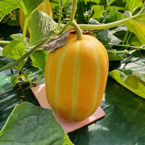  케이엠푸드 햇꿀참외 랜덤 혼합과 3kg [1개]