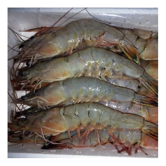 대천항수산시장 자연산 대하 16~20마리 1kg (1개)_이미지
