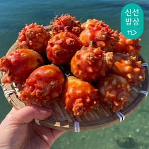 이순신수산 제철 활멍게 1kg (1개)