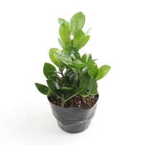 금전수 소품 돈나무 실내공기정화 먼지먹는식물