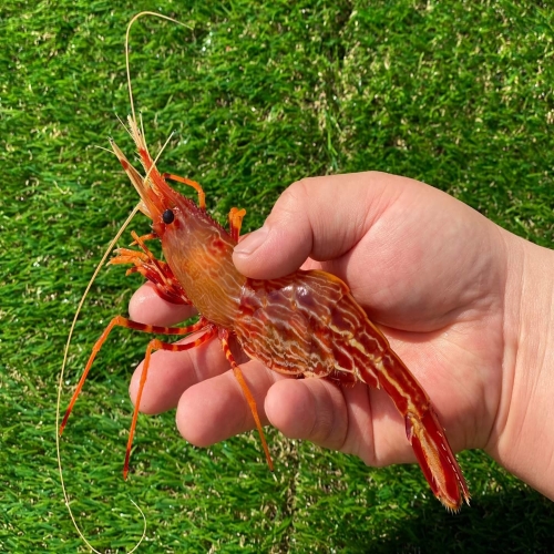 우체국쇼핑 독도새우 꽃닭새우 1kg 급냉 초장서비스_이미지