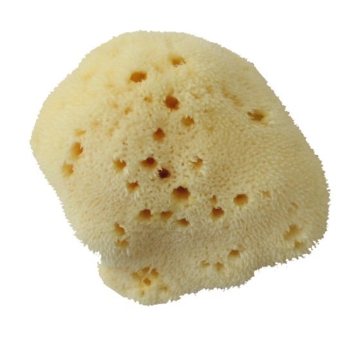 벨리니 천연해면 스펀지 실크파인 (FD7)