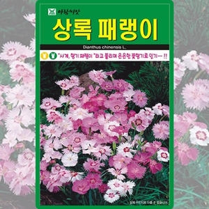 아람종묘 상록패랭이 씨앗 500립_이미지