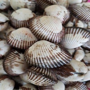 우도수산 산지직송 벌교 새꼬막(중) 10kg [1개]