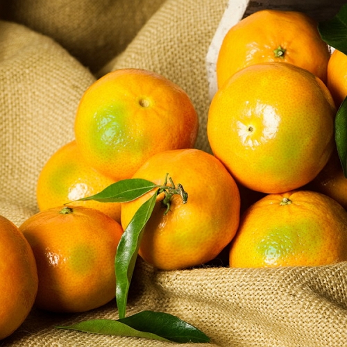 초록자연 노지 새코미 감귤 로얄과 5kg (1개)_이미지