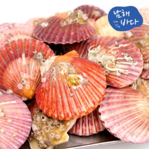 국내산 가리비 1kg