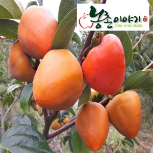 대봉감 홍시 특대과 21~30과 10kg