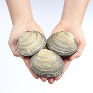 숨비영어조합법인 숨비해물 거제도 해녀 자연산대합 개조개 1kg