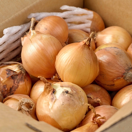 더자인 단단한 국내산 햇양파 5kg 특